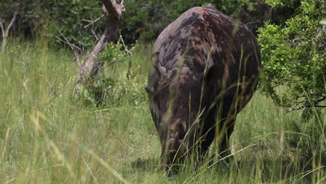 White-Rhino-standing-near-a-tree-eating-grass-in-Uganda,-Africa