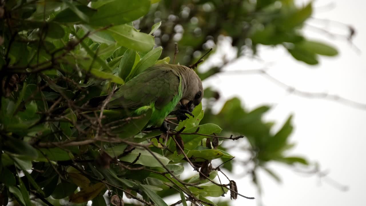 loro de cabeza marrón comiendo semillas en un árbol