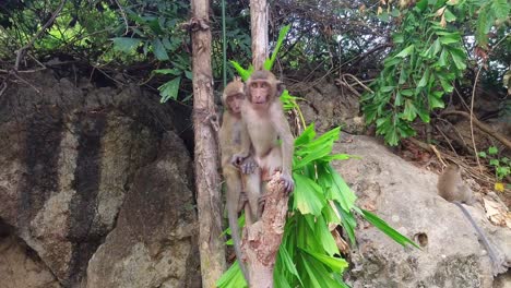 two baby macaque monkeys together