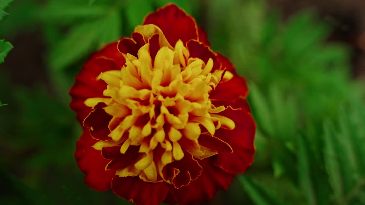 Primo piano di un vivace fiore di calendula rosso e giallo che sboccia in un giardino