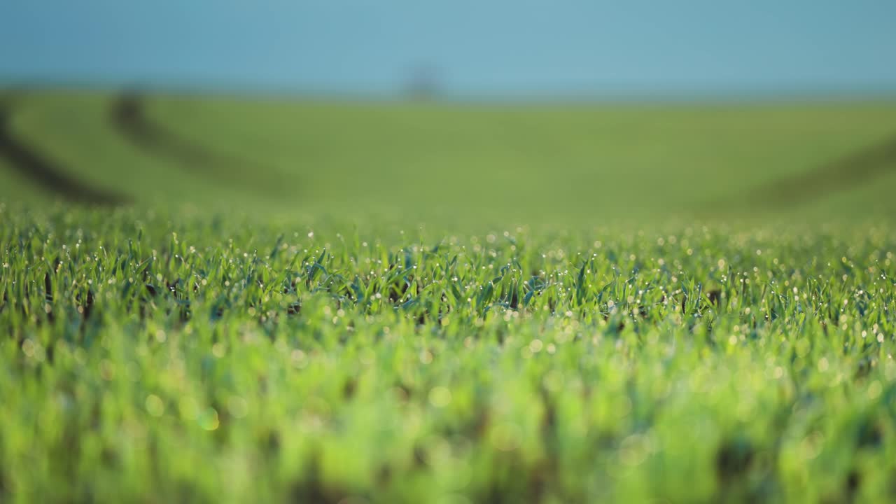 un campo verde y exuberante con brotes de trigo frescos salpicados de rocío matutino.