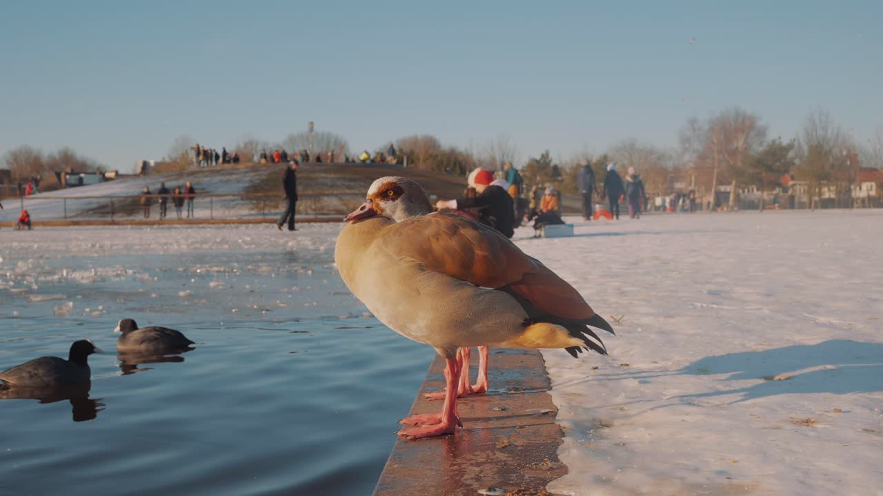 해안에 서서 깃털에 머리를 숨기고 있는 오리의 클로즈업 샷