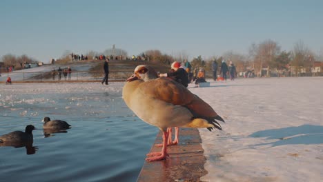 un primer plano de un pato parado en la costa y escondiendo su cabeza en las plumas