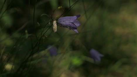 sun hits violet flower blowing in wind, purple harebell, close up