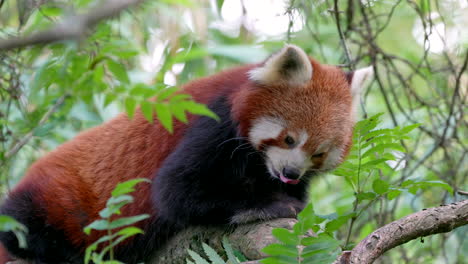 close up of sweet red panda bear cat resting on branch of tree and cleaning paws