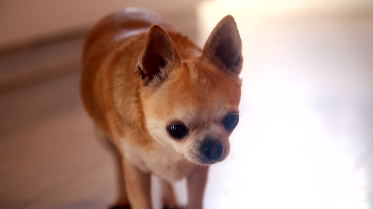 치와와 개 가 실내 바닥 에 서 있다