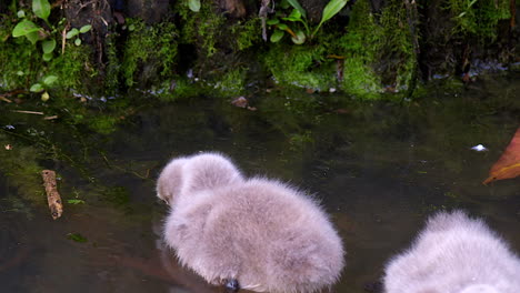 beautiful gray cygnets, baby black swans feeding by the lakeside - close up slowmo