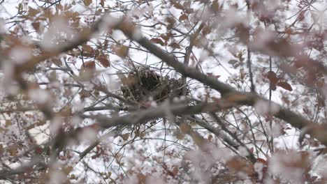 Vogel-Im-Nest-Auf-Baum