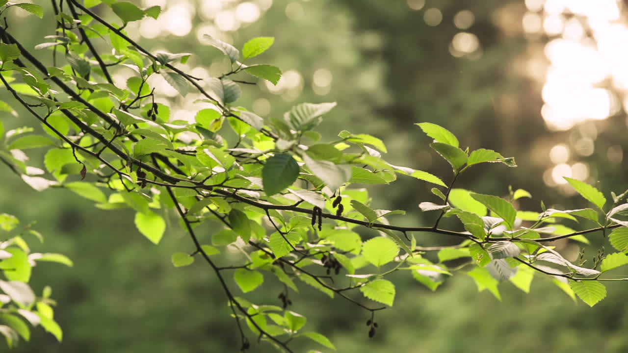 una ramita rebotando en el viento en un día soleado de verano en el bosque