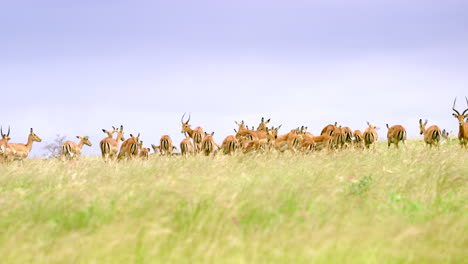 kenya_wide shot herd of gazelle on top of grassy hill