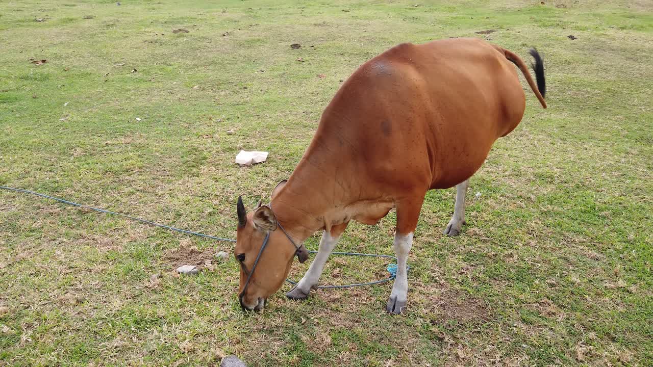 농장에서 잔디를 먹는 발리 소, 사바 해변의  ⁇ 에서 가축인 반텐그, 인도네시아의 지아나르 발리, 초식을 하는 동물