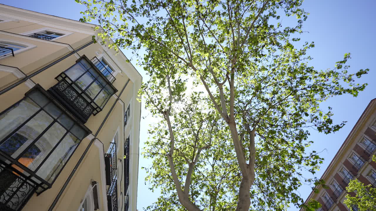 Sunlight filters through the leaves of tall trees lining a city street, illuminating the facades of buildings and creating a vibrant urban scene