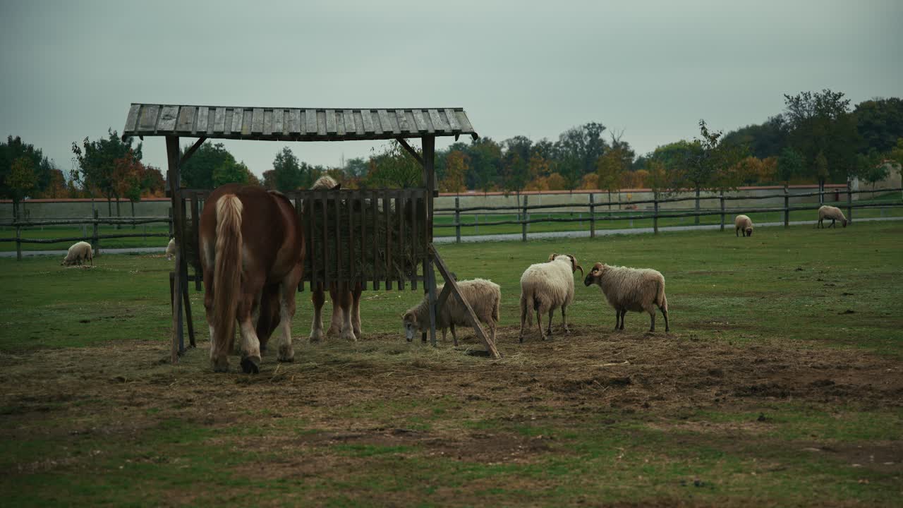 Horses and sheep grazing under a wooden hay feeder in a fenced pasture at Schloss Hof, Austria