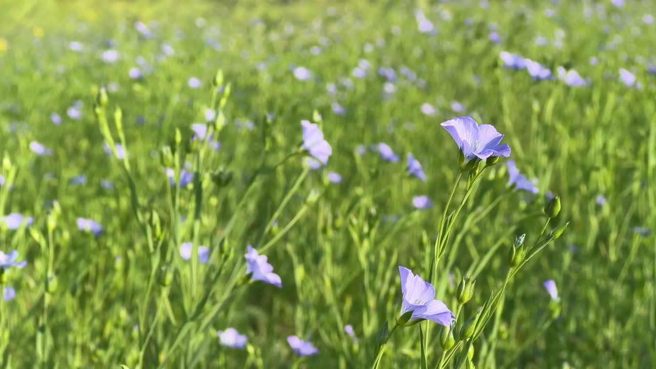 Closeup shots of flex seed flower, flex flower swaying gently with the wind