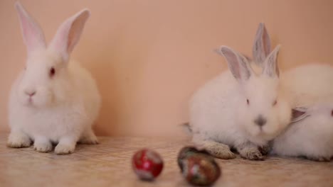 cute white rabbits and easter eggs