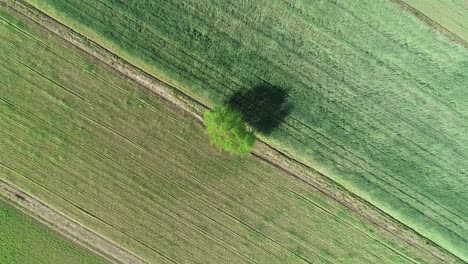 Vista-Aérea-De-Arriba-Hacia-Abajo-De-Una-Vista-Minimalista-Del-Campo-De-Hierba-De-La-Tierra-Agrícola-Con-Un-árbol-Verde