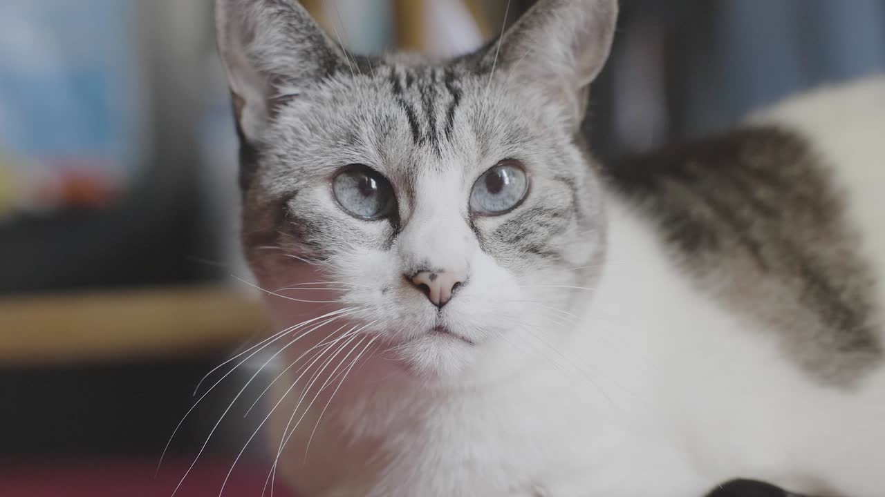 눈을 크게 뜨고 주위를 둘러보는 고양이