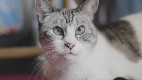 katze mit großen augen schaut sich um