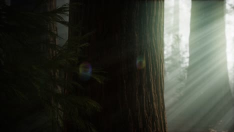 Morgen-Mit-Nebel-Im-Sequoia-Nationalpark