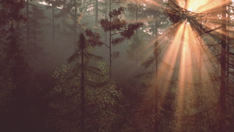 sunlight beams through a misty forest