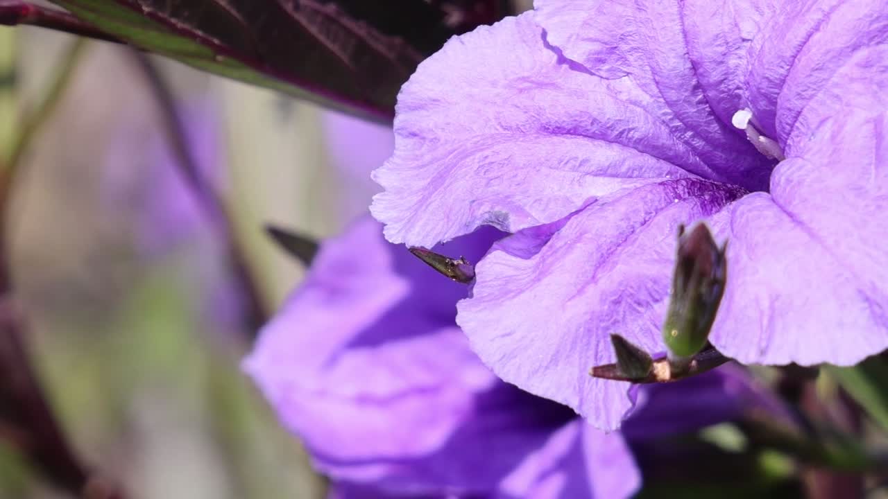 A detailed view of purple petals illuminated by sunlight, showcasing intricate textures and vibrant hues.