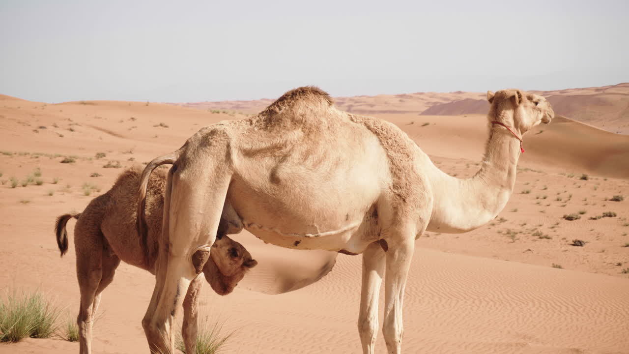 camello joven con su madre en el desierto de wahiba de omán