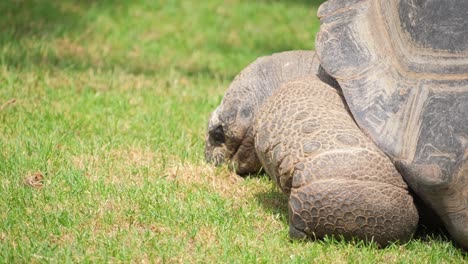 close up of a giant tortoise in the wild on the grass. portrait of huge reptiles