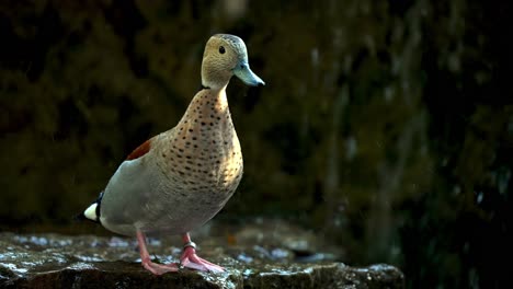 Male-Ringed-teal-cautiously-looking-around,-water-falling-in-background