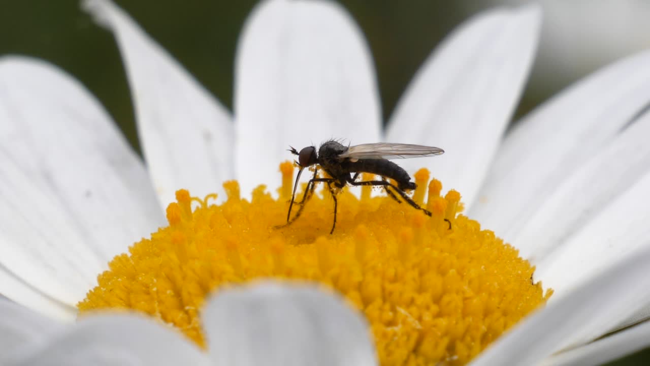 un mosquito está chupando néctar de una flor de margarita blanca amarilla en cámara lenta, toma macro