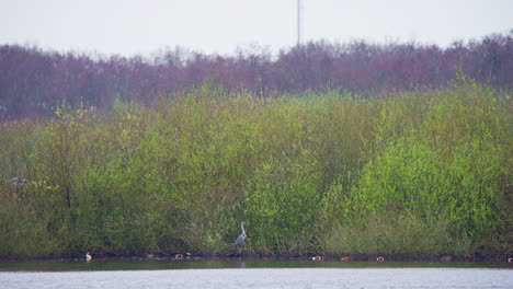 Western-great-egret-flying-above-lake-trees,-heron-standing-on-shore