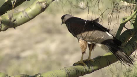 Lone-Swainson&#39;s-Hawk,-Der-An-Einem-Windigen-Tag-Im-Schatten-Auf-Einem-Baumast-Sitzt,-Statischer-Schuss