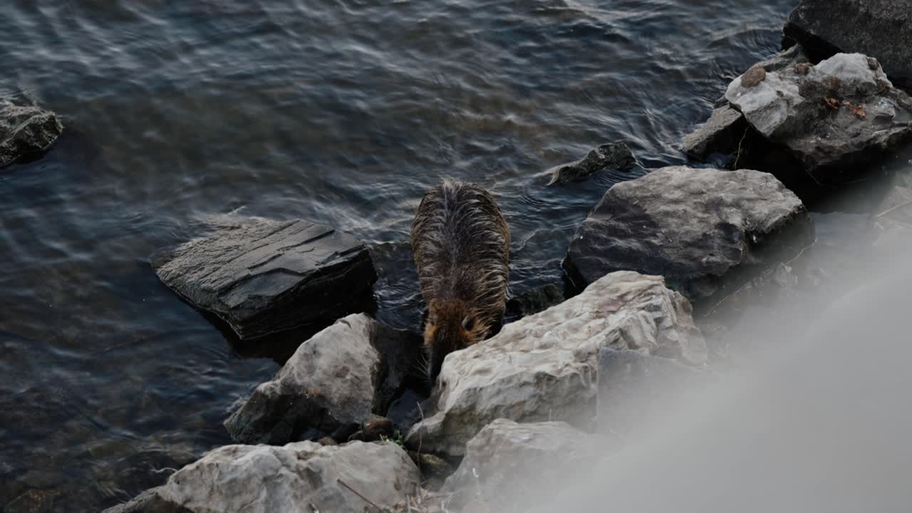 A nutria swims along the rocky edge of the Vltava River in Prague, creating ripples across the water surface