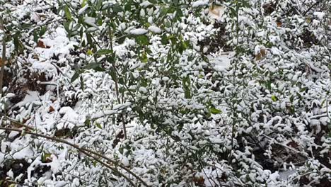 Pan-up-handheld-camera-on-vegetation-Berlin-in-wintertime-in-the-Hasenheide-park-covered-with-snow-HD-30-FPS-6-secs