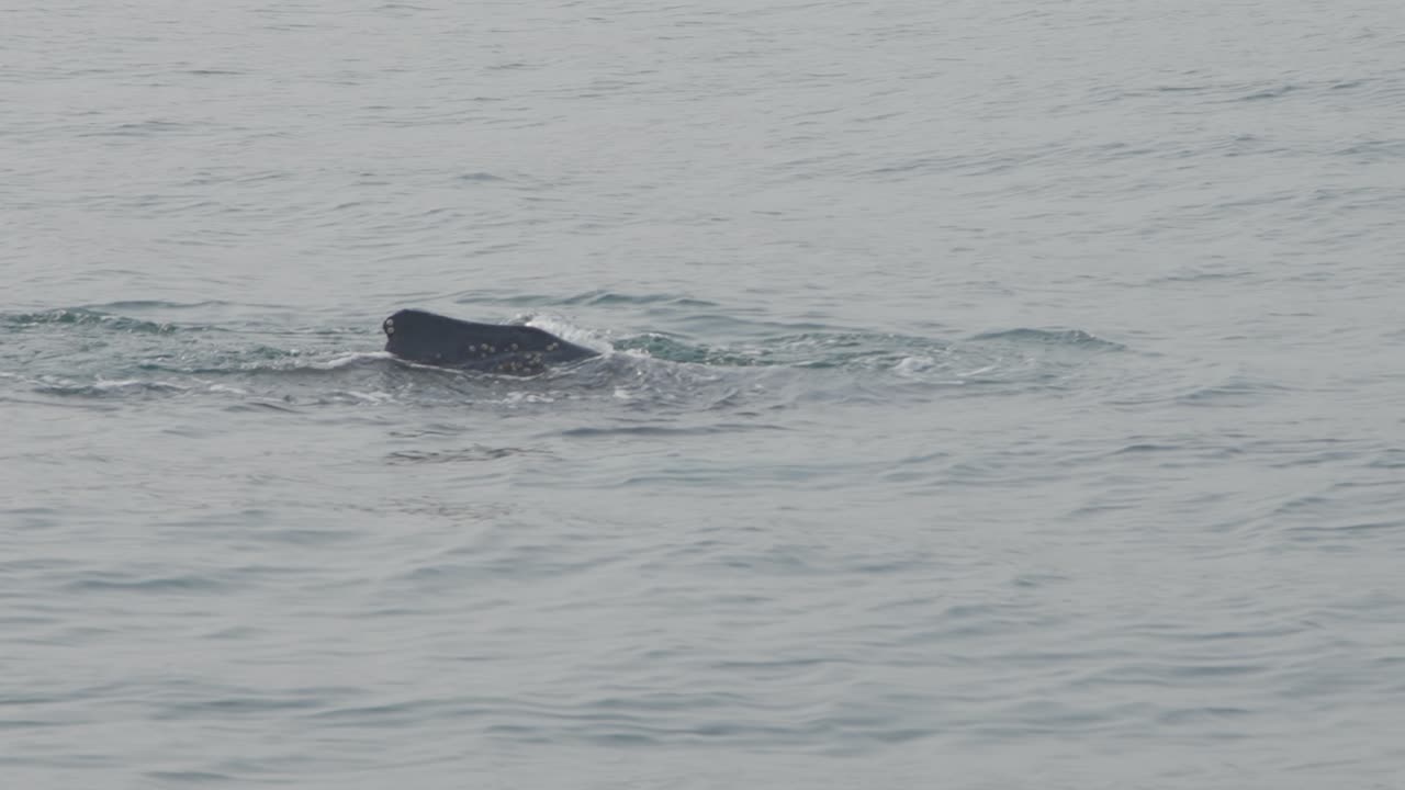 Humpback whale surfacing in Los Organos, Piura, Peru during a peaceful moment