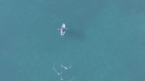 Kayaker-paddling-in-blue-water-of-Iceland-fjord,-following-friends-during-adventure,-aerial