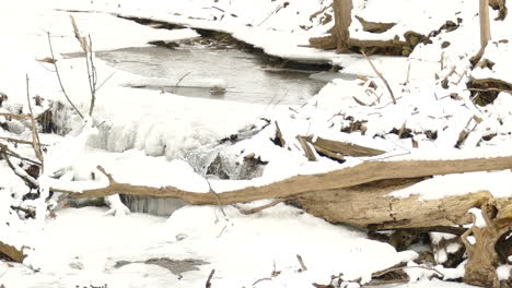 fallen tree woods in snow and water stream