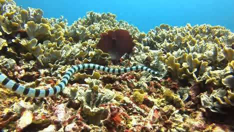 Krait-De-Serpiente-Marina-Con-Bandas-Mirando-Alrededor-Del-Arrecife-De-Coral-Tropical-En-Busca-De-Comida-Durante-Una-Oleada