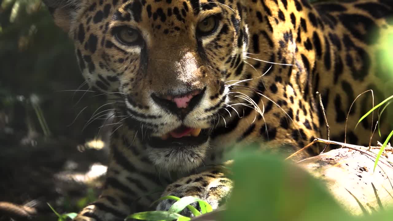 재규어가 벨리즈의 정글에서 으르렁거리고 이빨을 가까이 보여줍니다