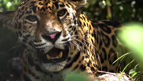 a jaguar snarls and shows teeth close up in the jungle of belize