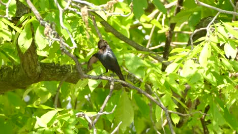 A-vigilant-cowbird-sittinng-on-a-branch-cleaning-it´s-feathers-and-looking-around