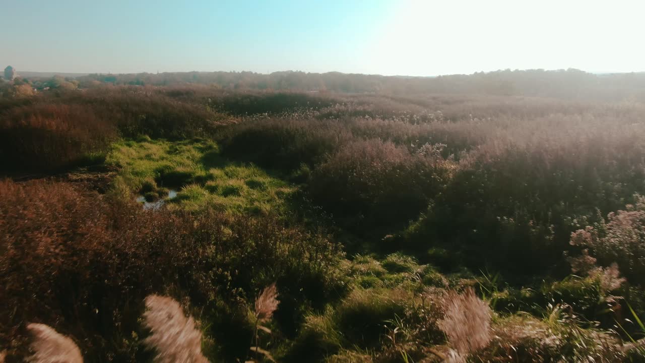 Aerial view of Pampas Grass (Cortaderia selloana) growing in abandunce in the dried grasslands by the side of a road with the view of a town nearby on a sunny day.