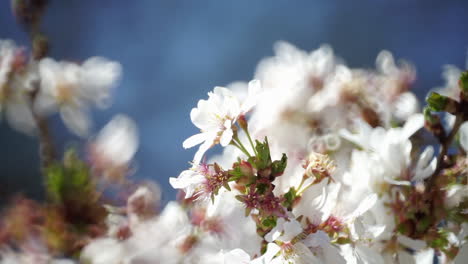 Flores-De-Cerezo-Se-Mecen-En-La-Brisa