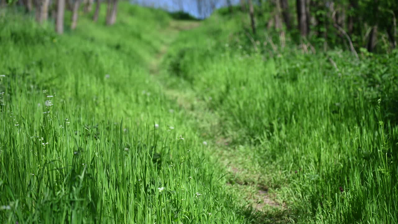 유럽의 작은  ⁇  도로 잔디 배경 봄