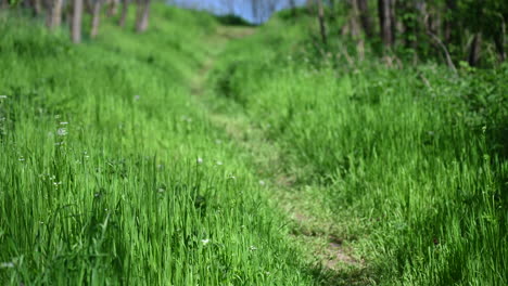 Kleiner-Unbefestigter-Straßengrashintergrundfrühling-In-Europa