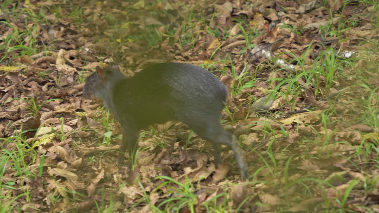 Premium stock video - Experience the tranquility of nature as a guatusa ...