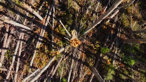 Aerial-view-over-pine-trees-damaged-by-cyclone