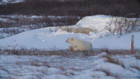 familia de osos polares despertándose de una siesta diurna en un pozo de nieve poco profundo