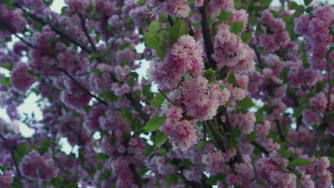 Blick-Auf-Rosa-Sakura-Blüten-Vor-Blauem,-Friedlichem-Himmel.-Ruhige-Blumenansicht.