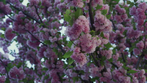 pink sakura flowers view against blue peaceful sky. tranquil floral view.