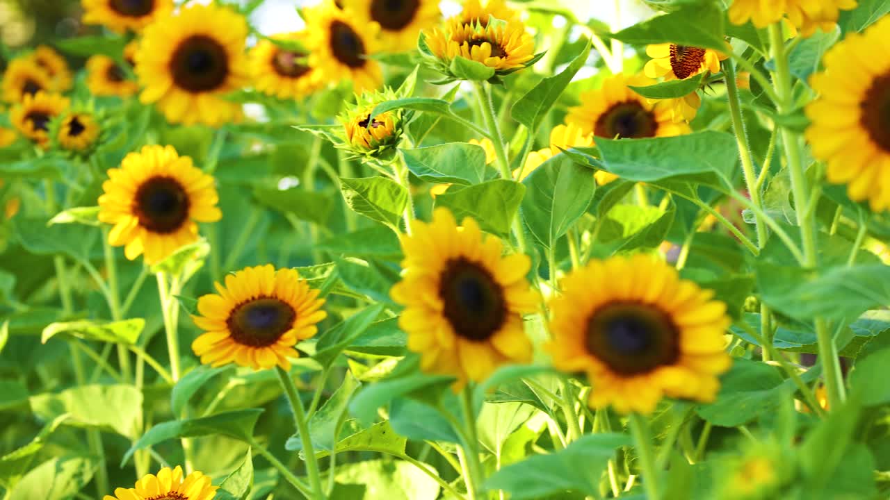 紫陽花 の 畑